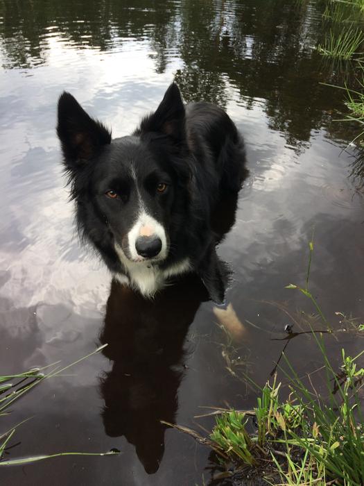 funny dog in a puddle