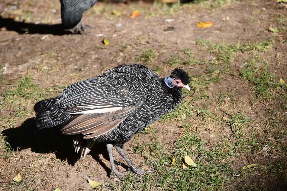 Bird Turkey Nature