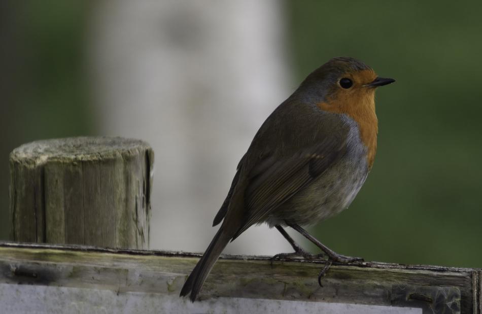 Robin Bird Nature