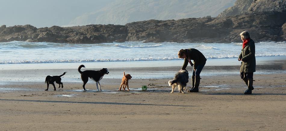 Dogs Playing Beach