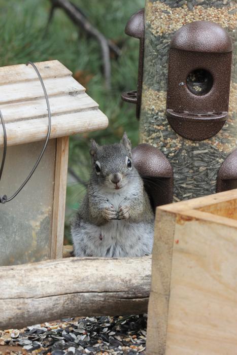 Squirrel Cute Animal