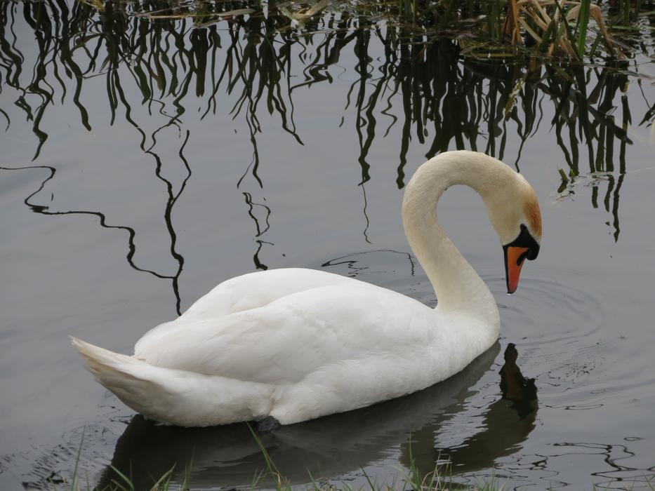 a big, gorgeous swan