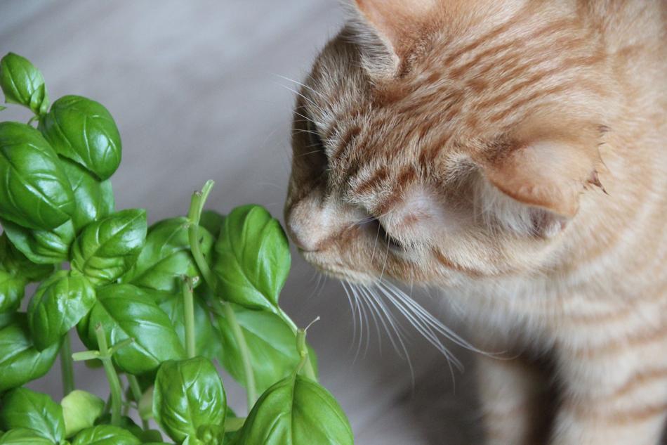 Cat Red Pet