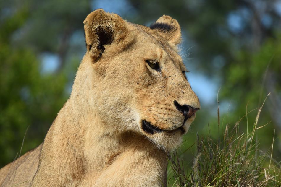 Lioness Lion Africa
