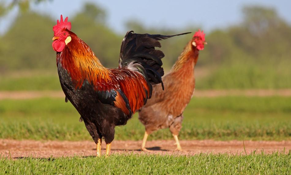 rooster and a hen in a field