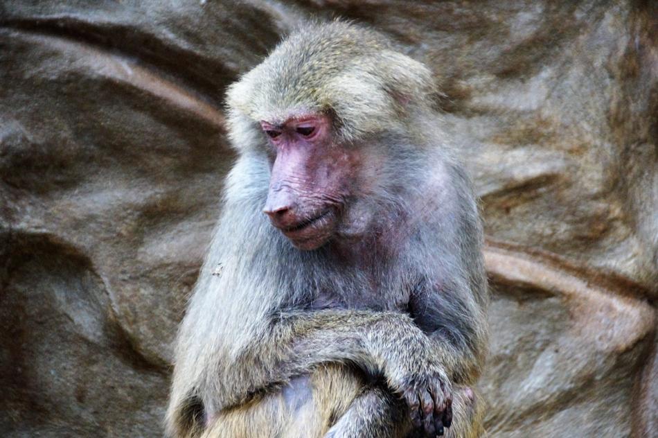 Monkey Baboon Animal