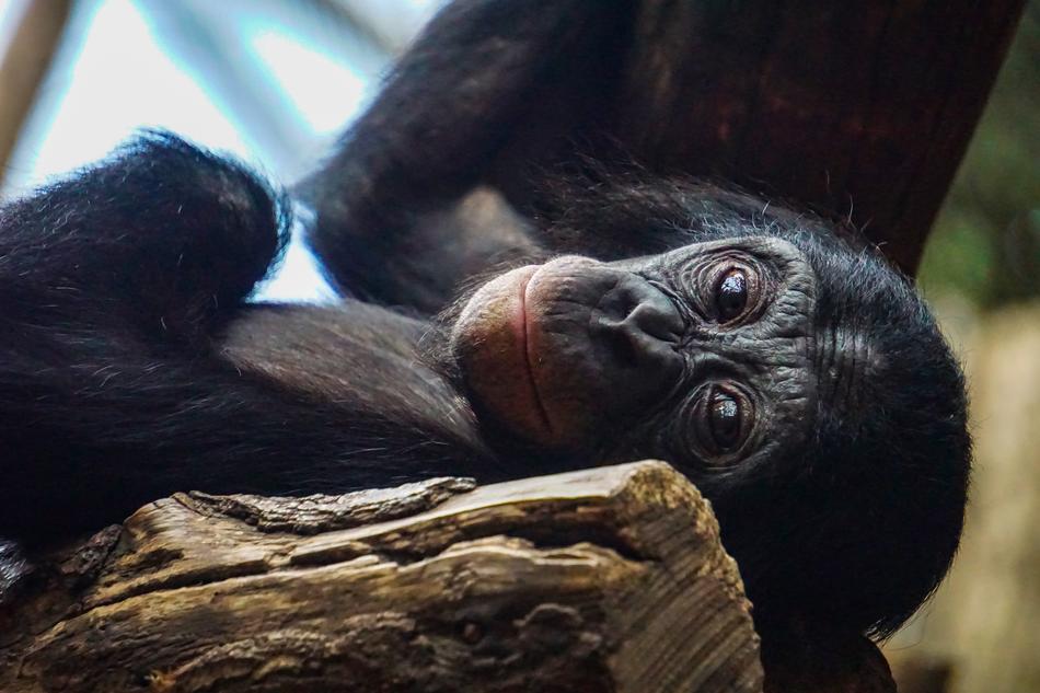 Chimpanzee Monkey Animal