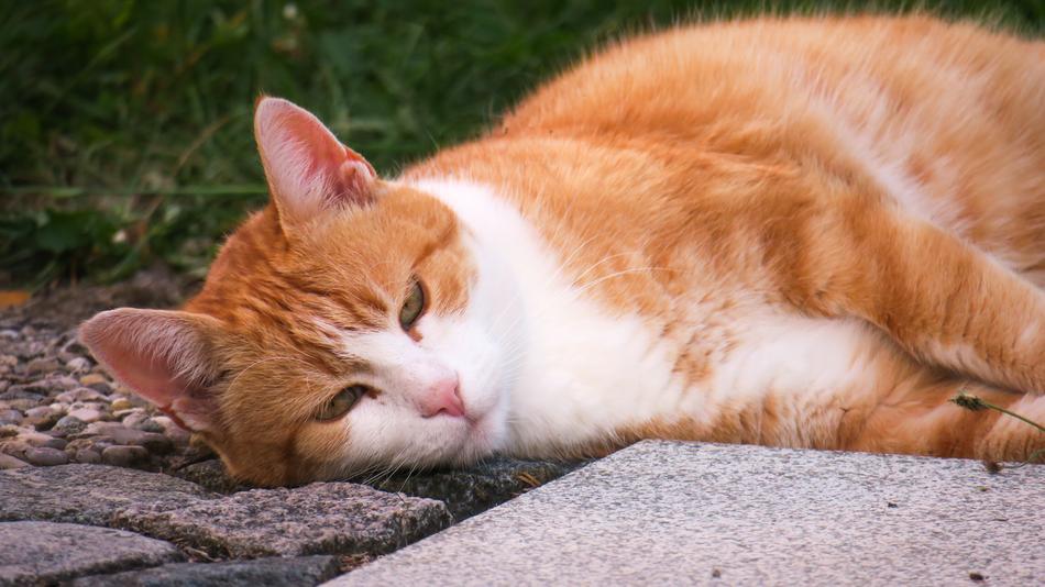 Cat Rest Thoughtful