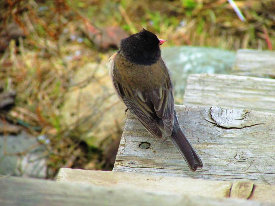 Junco Dark-Eyed