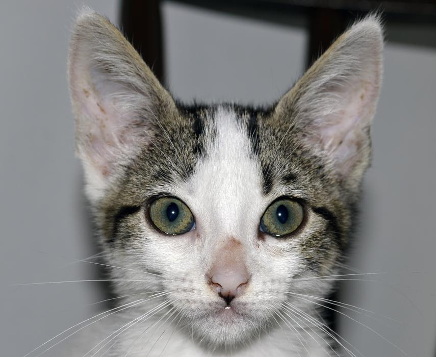 Cat Animal with big ears