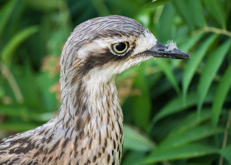 Bird Flightless Triel