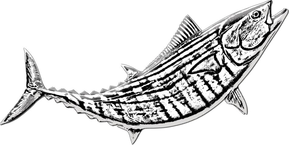 fishing bonito fish catch saltwater