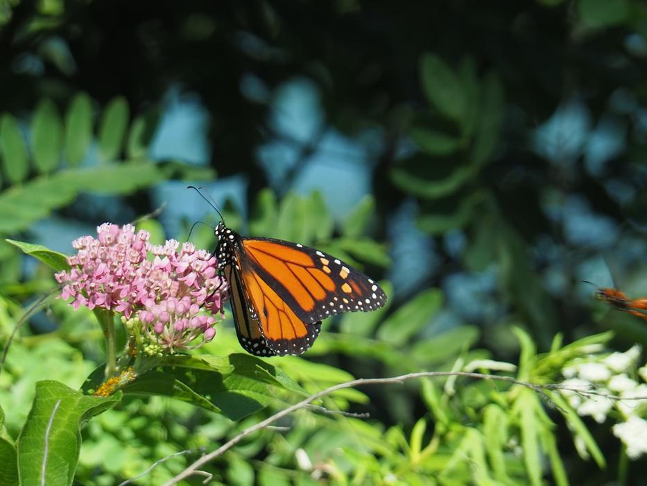 Butterfly Insect Nature
