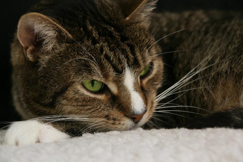 Cat Pet Domestic