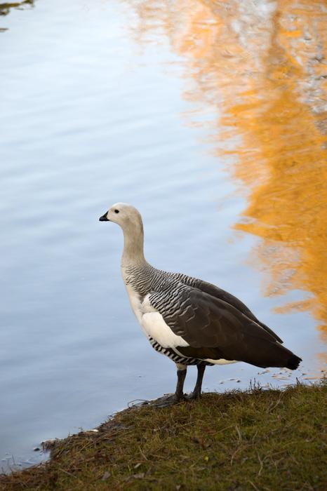Goose Bird Plumage