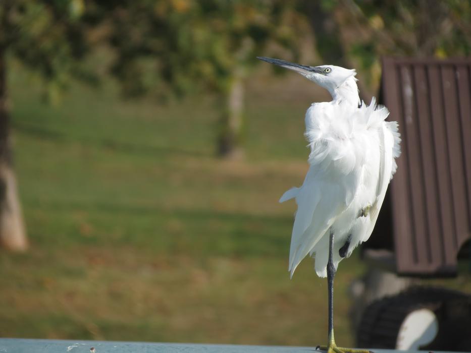 White Heron Bird