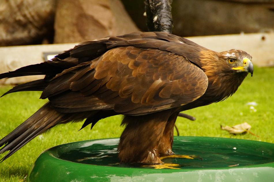 Hawk Swim Bird Bath