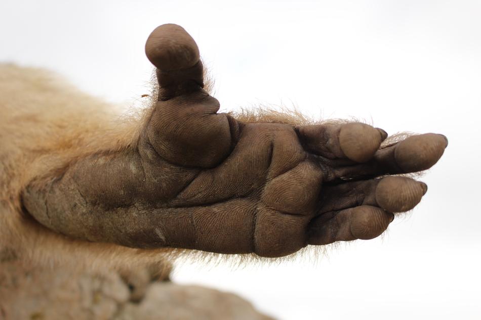 Limb Foot Monkey
