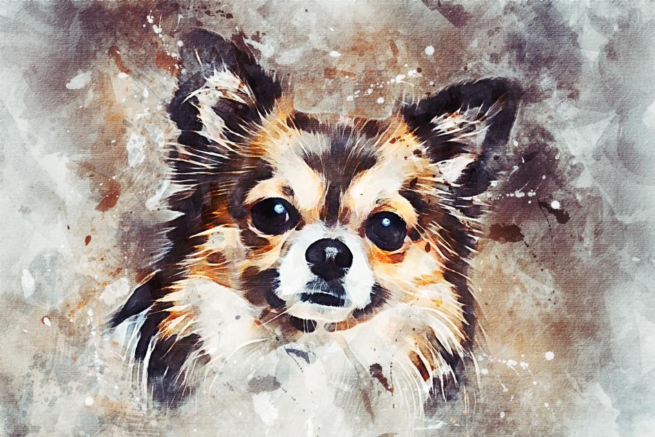 chihuahua dog cute pets small