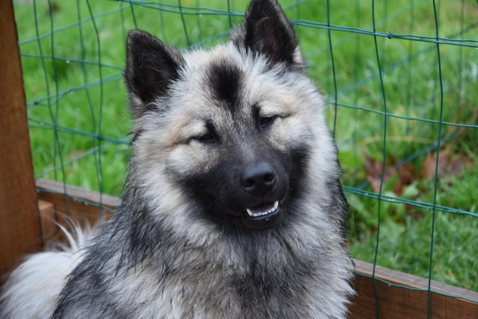 Eurasier Christmas Dog