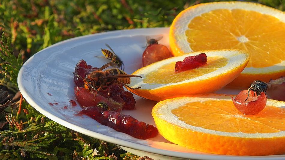 Insects Feeding Wasp Hornet
