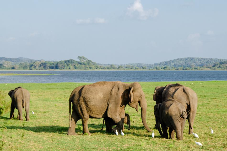 walking elephants at large