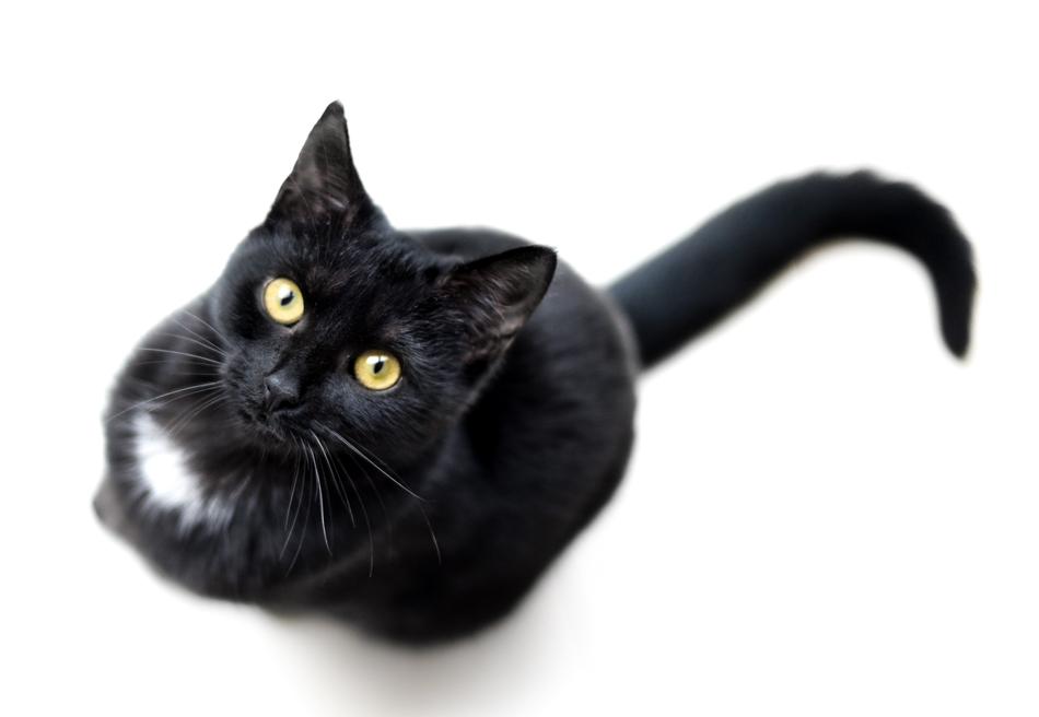 Cat Black Isolated