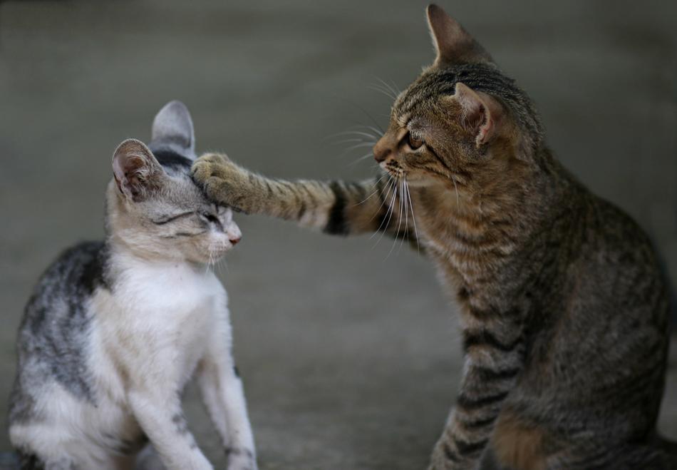 Cat Two Play