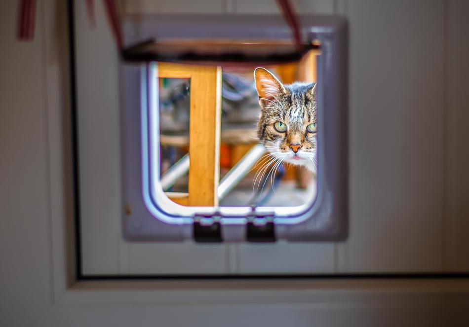 Cat Flap Look Through