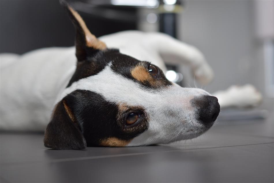 Dog Jack Russel Cute