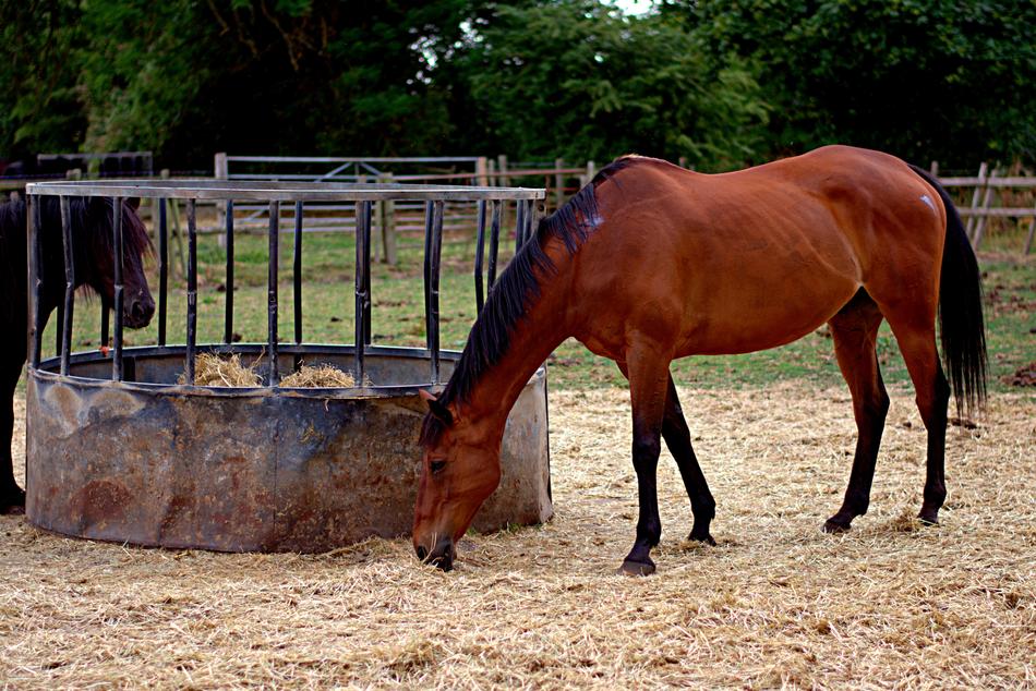 Horses Field Mammal