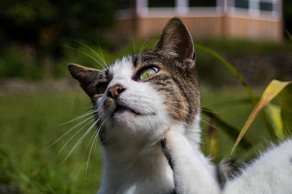 Animal Feline Cat