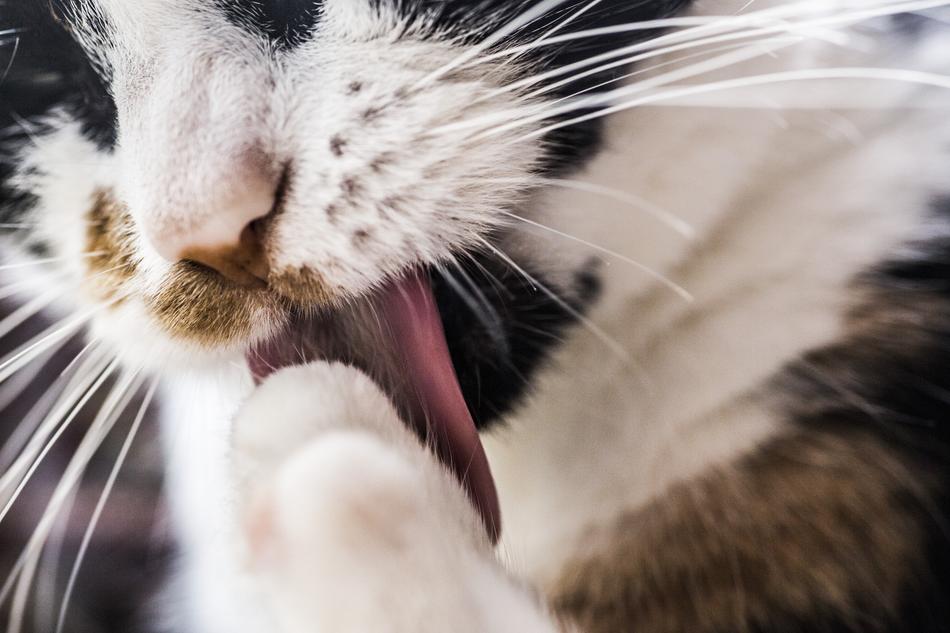 spotted cat licks paw, close-up