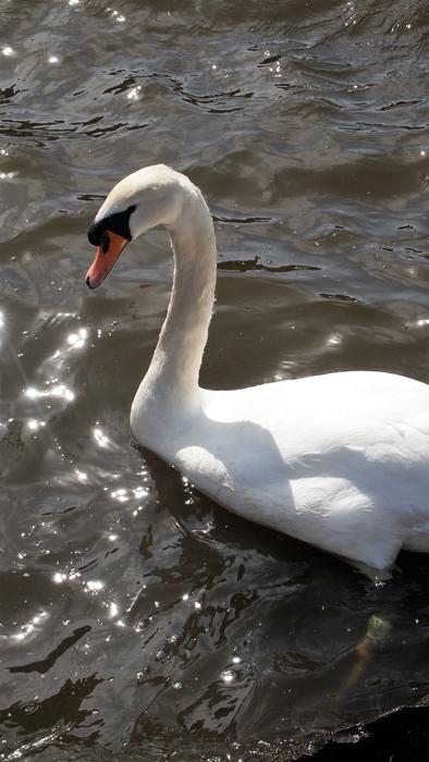 Swan Bird Animal Water