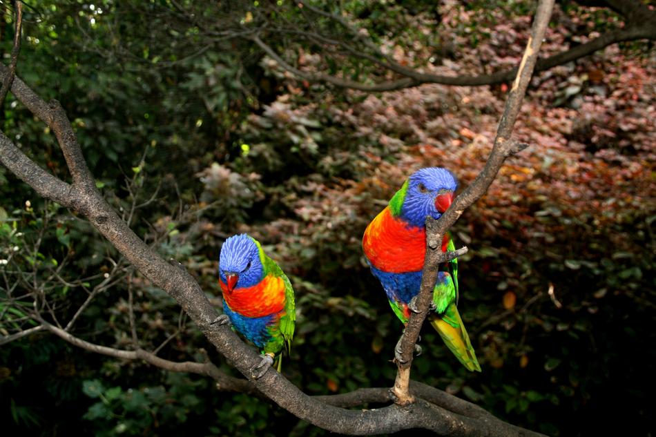 Parrots Red Bird