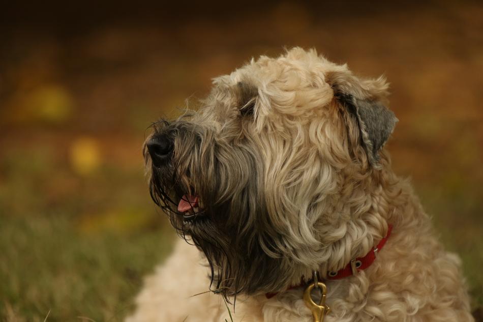 Dog Terrier Wheaten