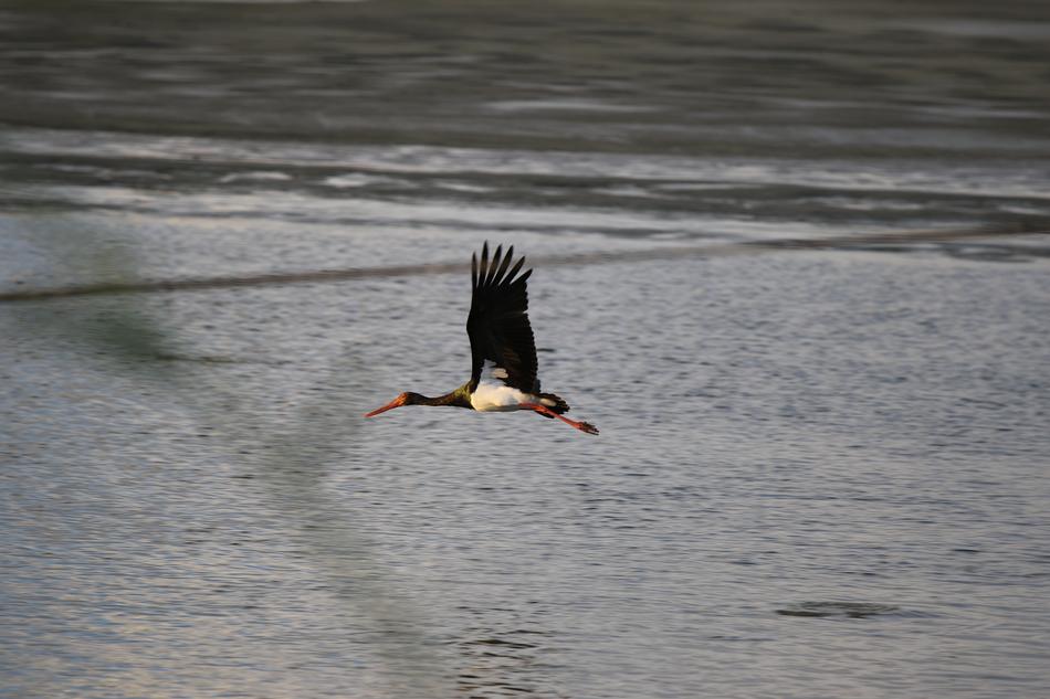 Bird Black Stork Flying