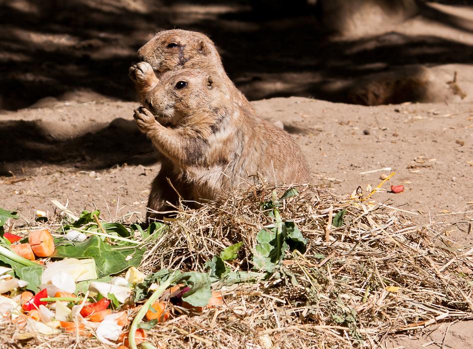 Prairie Dog Dogs Rodent