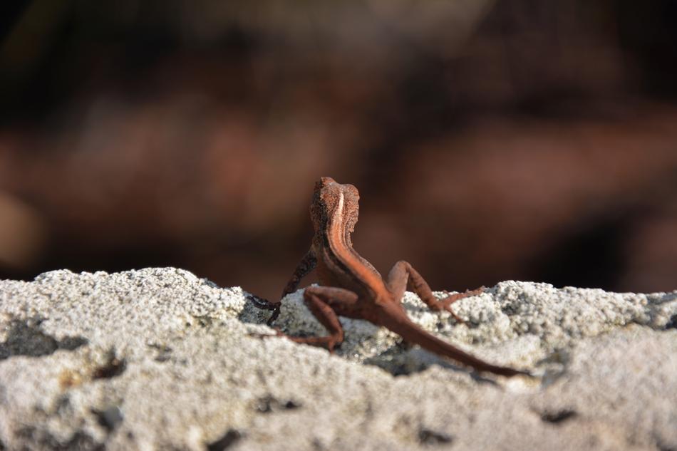 Lizard Animal Reptile
