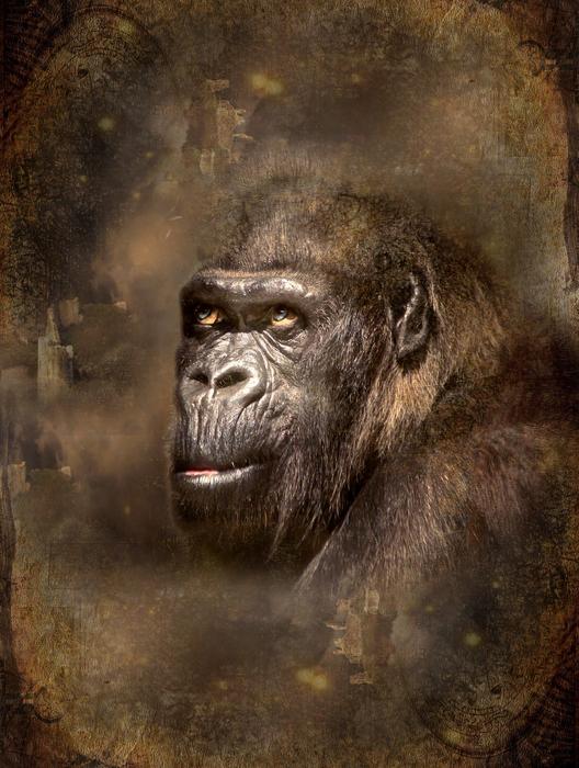 Monkey Vintage Natural