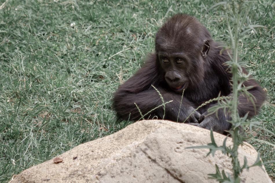 Gorilla Ape Mother