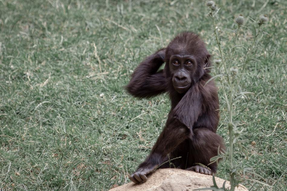 Gorilla Ape Mother