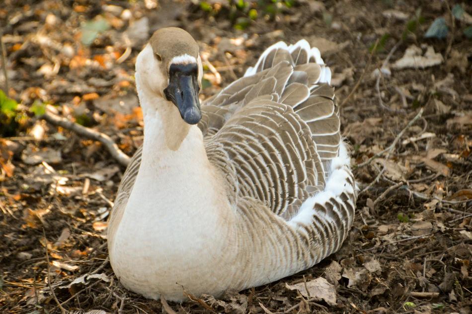 Goose Bird Plumage