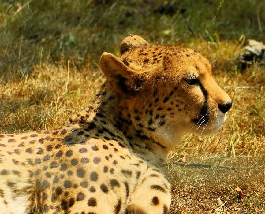 spotted cheetah resting in the reserve