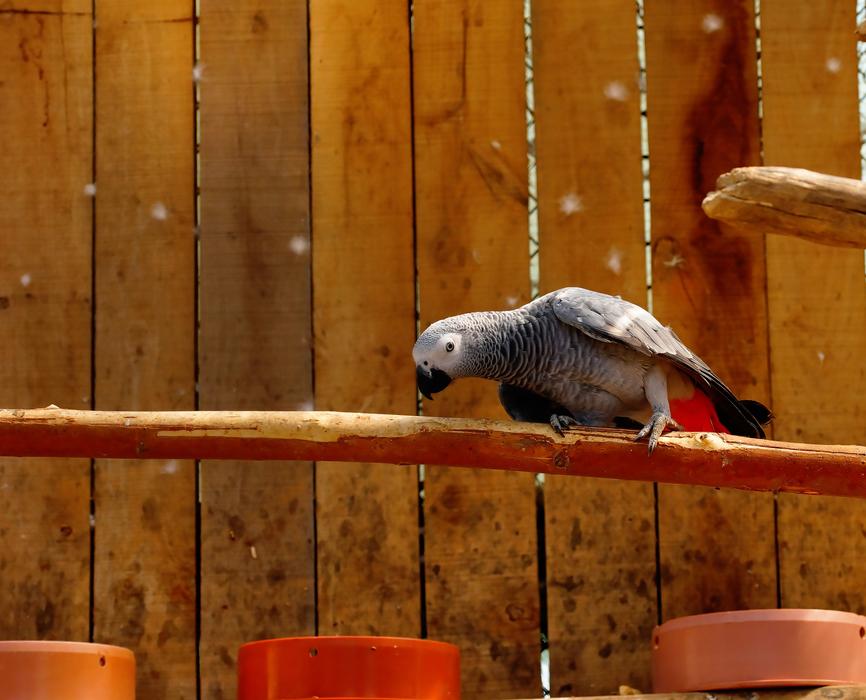 Bird Parrot Beautiful