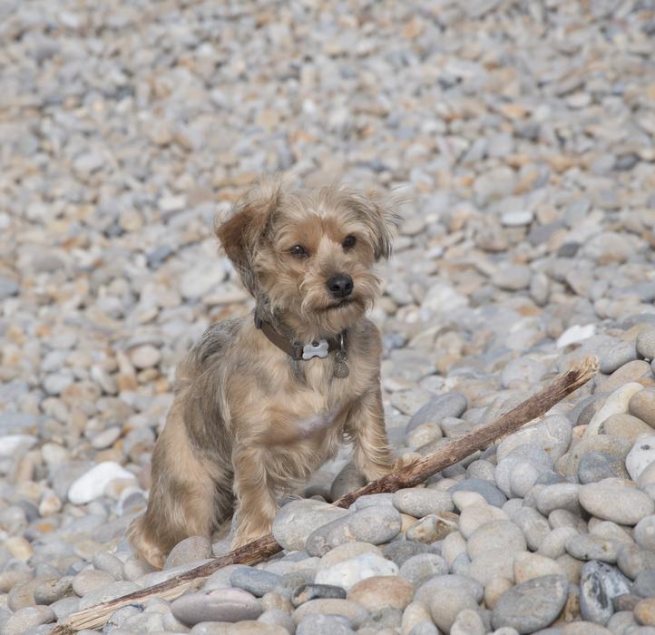 Dog Pebbles Beach