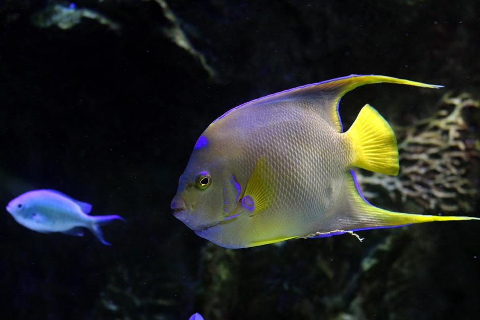 Fish Glow Sea