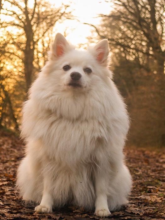Dog Spitz in the Forest