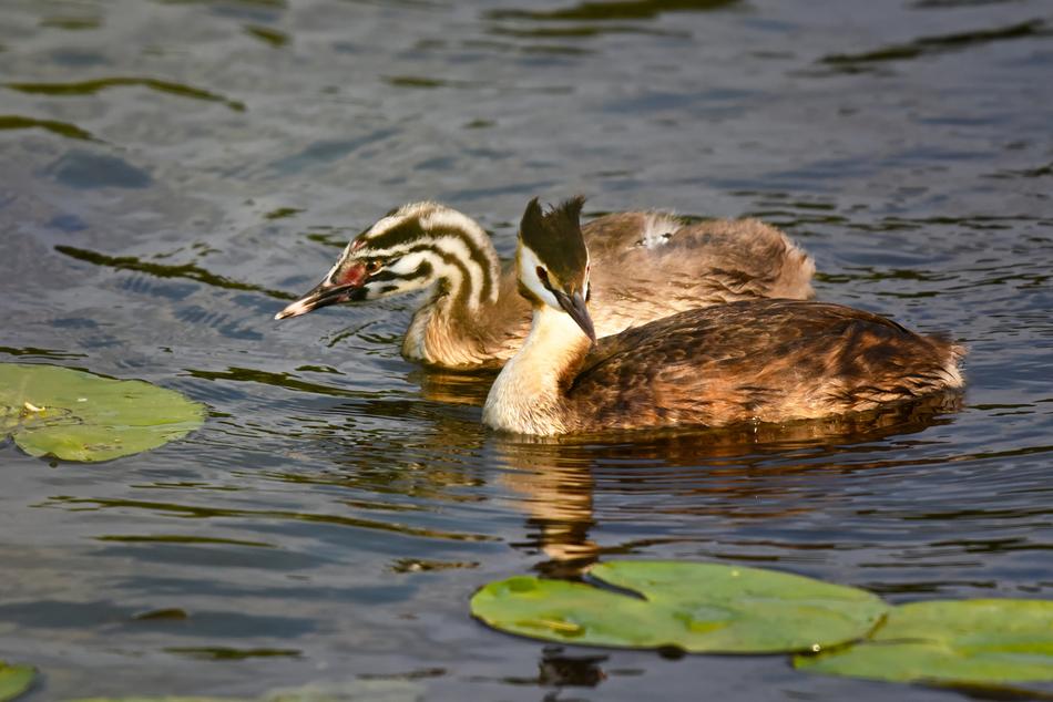 Great Crested Grebe Waterbird Bird