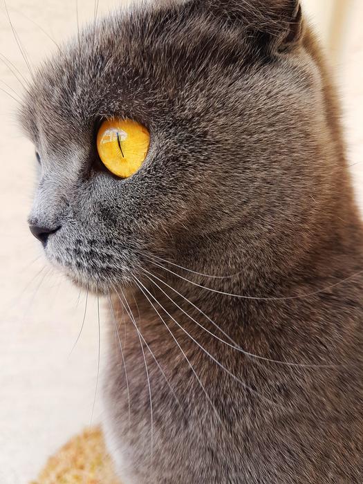 Cat Eyes Eye